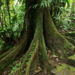Gallery image 6 Martinique Rain Forest