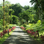 Gallery image 8 Balata garden in Martinique