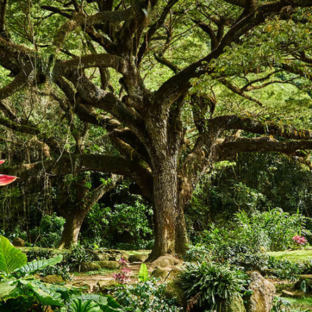 Zanana Tree in Martinique