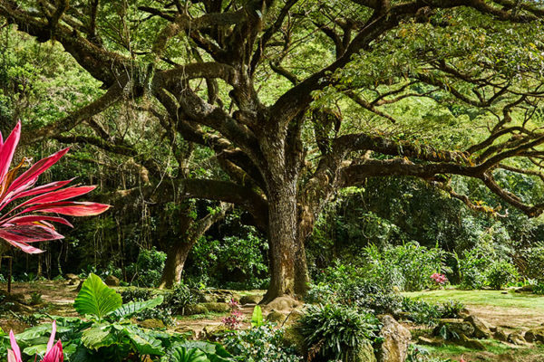 Zanana Tree in Martinique
